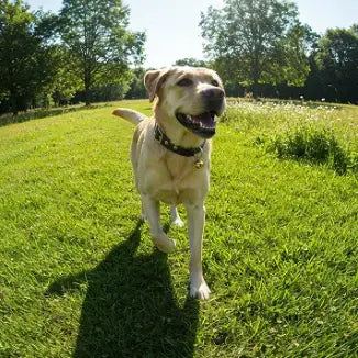Beste anti blafbanden - Robustrise