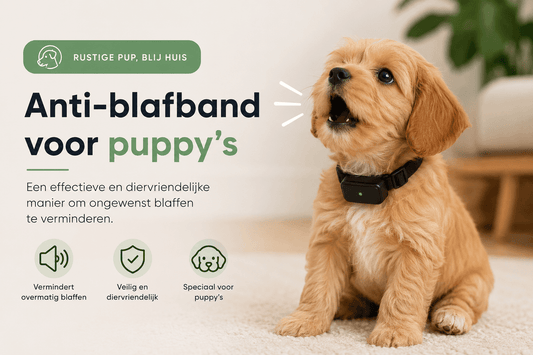Anti-blafband voor puppy: wat is veilig en wat niet? - Robustrise.nl