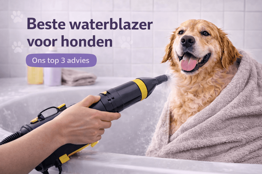 Beste Waterblazer Hond 2026 | Ultieme Koopgids & Reviews - Robustrise.nl