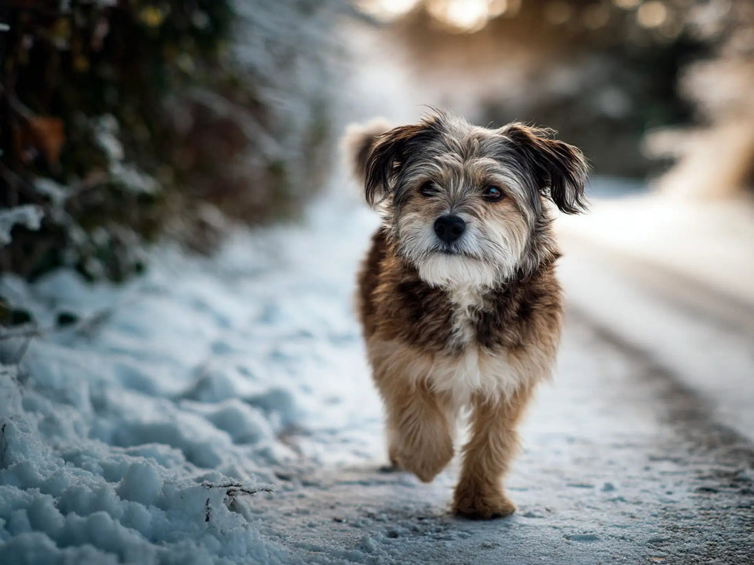 Beste waterblazer voor honden in de winter - Robustrise.nl