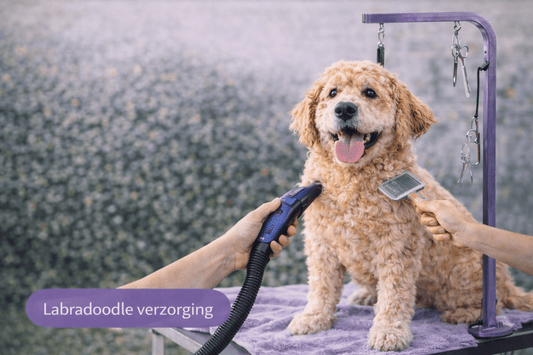 Biologisch afbreekbare hondenpoepzakjes: dit moet je weten (2026 gids) - Robustrise.nl