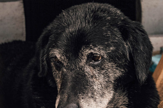 Oudere hond rust comfortabel - bescherming gewrichten