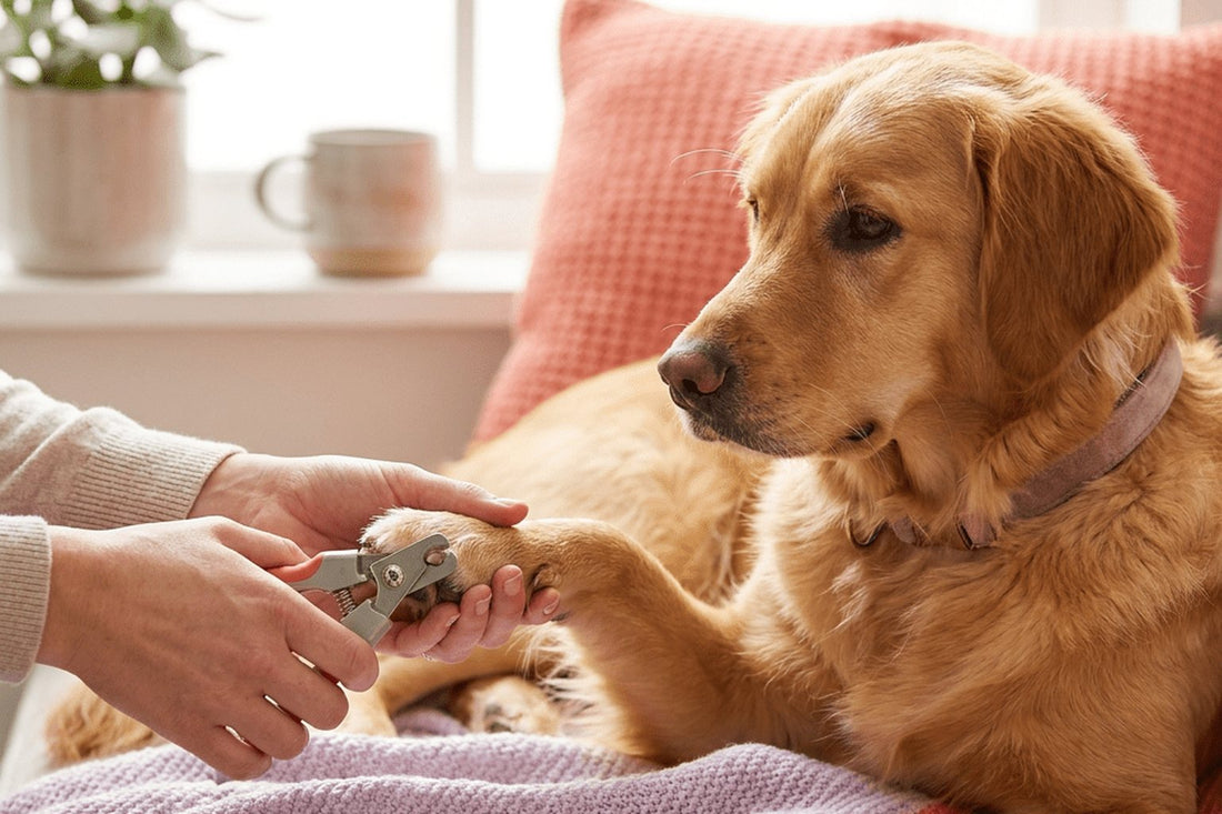 Hand knipt met een nagelknipper de nagel van een golden retriever die ontspannen op de bank ligt