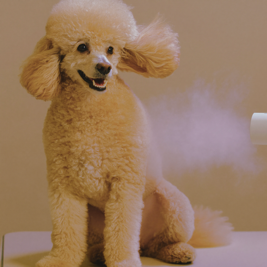 Apricotkleurige labradoodle op een trimtafel, de krullen en het oor worden opgetild door de luchtstroom van een waterblazer