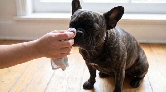 Huidplooi van een Franse Bulldog wordt met een zachte doek schoongemaakt