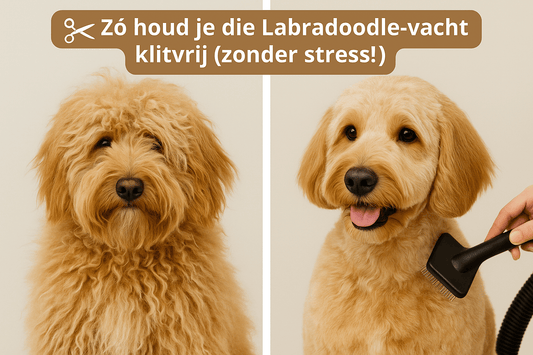 Hoe onderhoud ik de vacht van mijn Labradoodle? - Robustrise.nl
