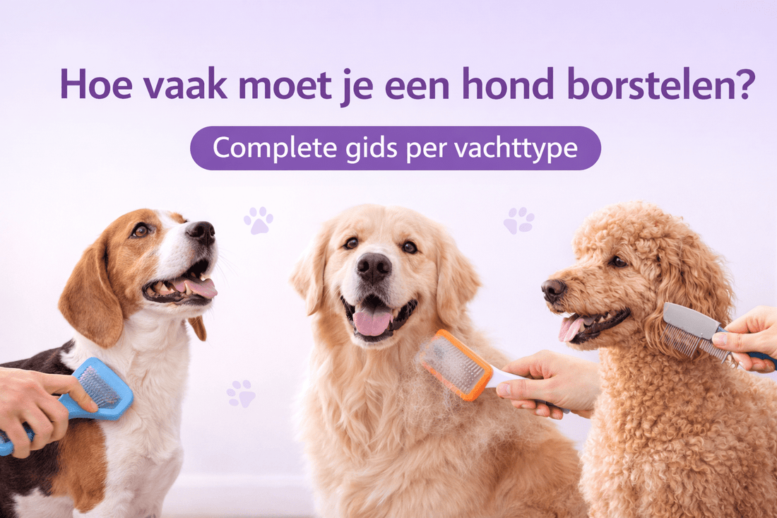 Hoe vaak moet je een hond borstelen? Schema per vachttype - Robustrise.nl