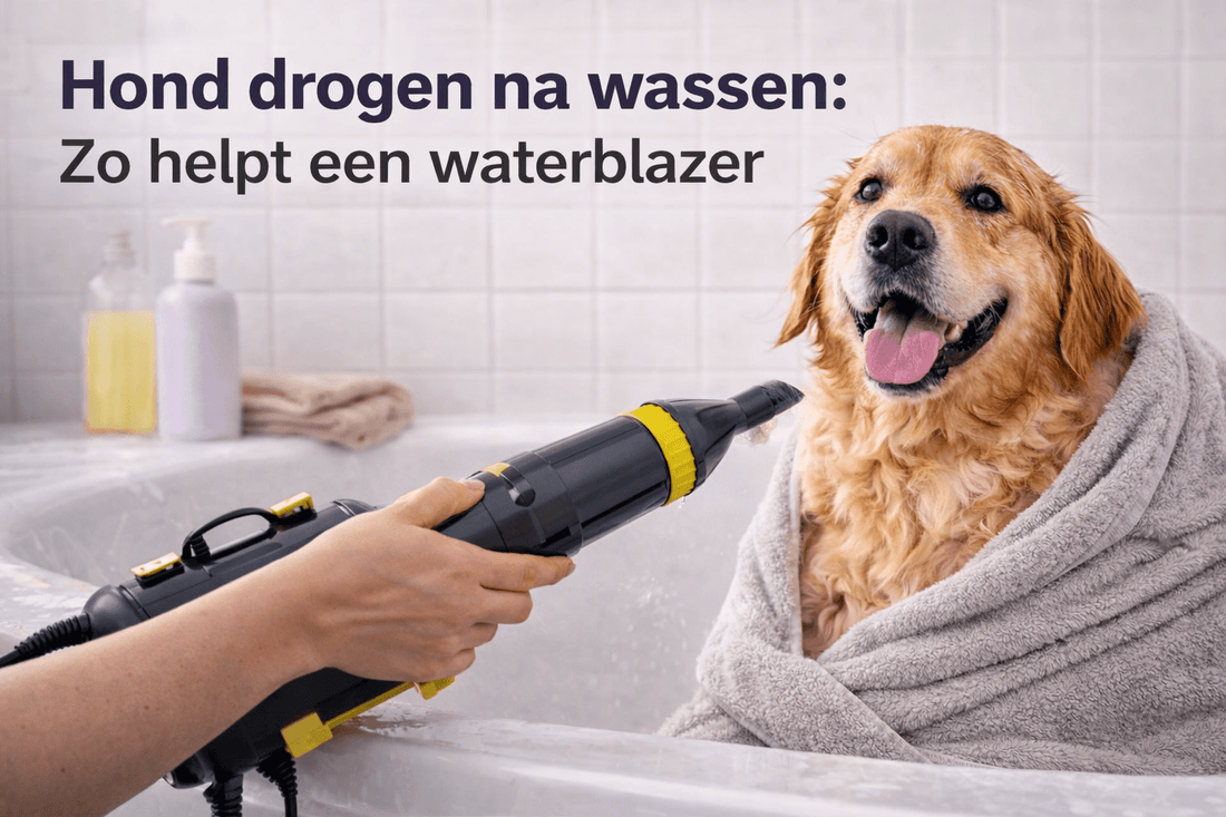 Hoe vaak moet je een hond wassen? Complete gids per ras - Robustrise.nl