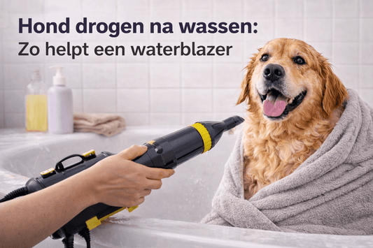 Hoe vaak moet je een hond wassen? Complete gids per ras - Robustrise.nl