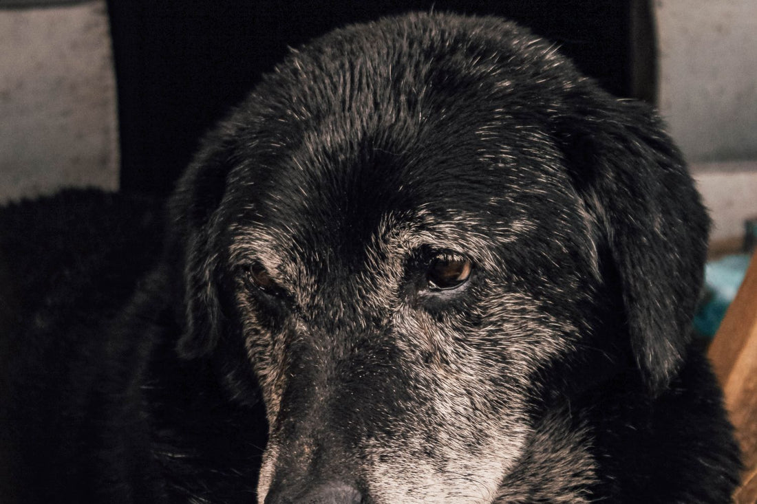 Hond mag niet meer springen: zo bescherm je de gewrichten - Robustrise.nl