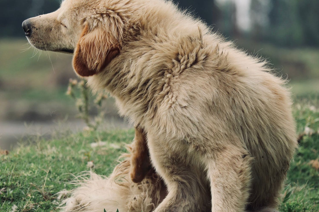 Hond met jeuk en droge, schilferige huid: 9 oorzaken en wat helpt - Robustrise.nl