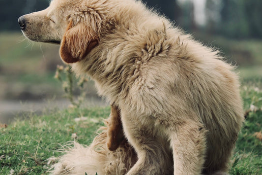 Hond met jeuk en droge, schilferige huid: 9 oorzaken en wat helpt - Robustrise.nl