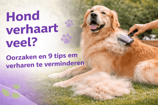 Hond verhaart veel? Oorzaken en 9 tips om verharen te verminderen - Robustrise.nl