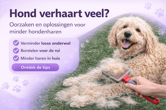 Hond verhaart veel? Oorzaken en oplossingen voor minder hondenharen - Robustrise.nl