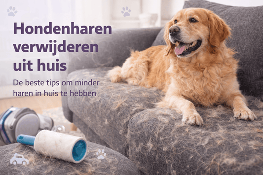 Hondenharen verwijderen uit huis? 11 tips die echt werken - Robustrise.nl