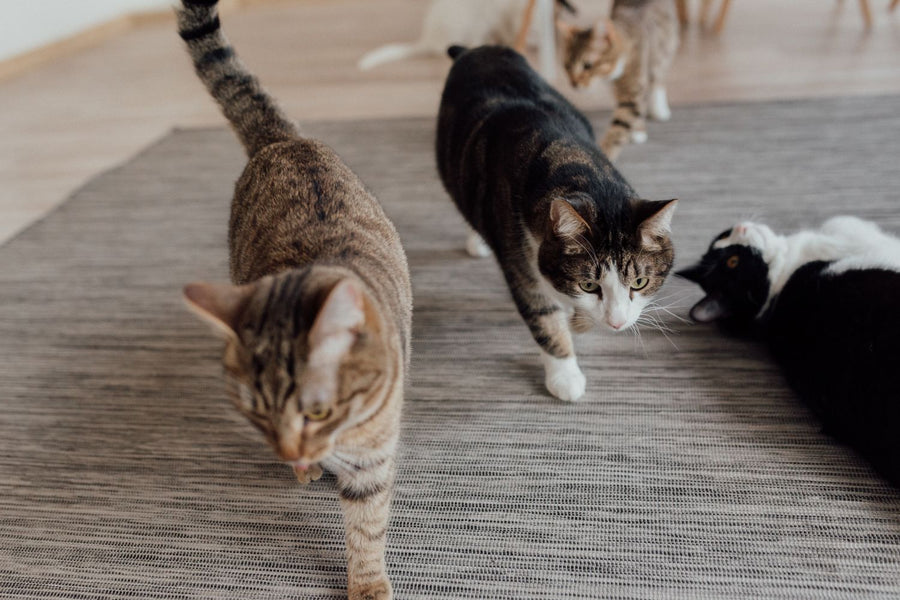 Drie katten drinken samen uit een kattenfontein in een multi-kat huishouden