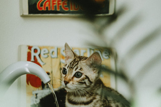 Kitten drinkt voorzichtig uit een Pure Reign kattenfontein