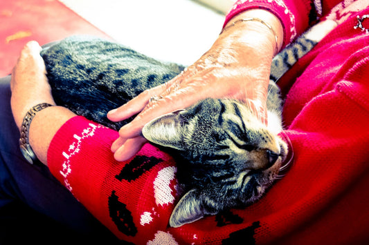 Oudere senior kat drinkt rustig uit een lage kattenfontein