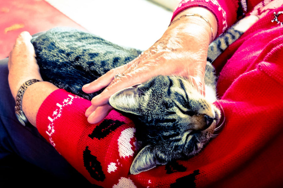 Oudere senior kat drinkt rustig uit een lage kattenfontein