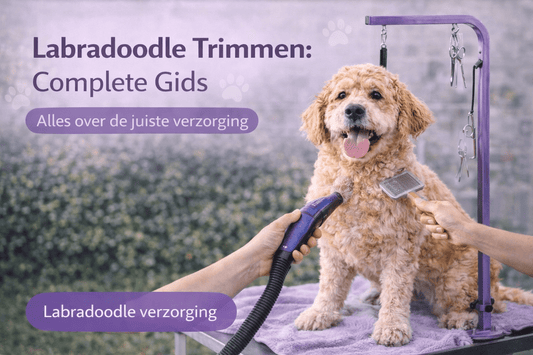 Labradoodle Trimmen: Complete Trimgids voor Beginners [2026] - Robustrise.nl