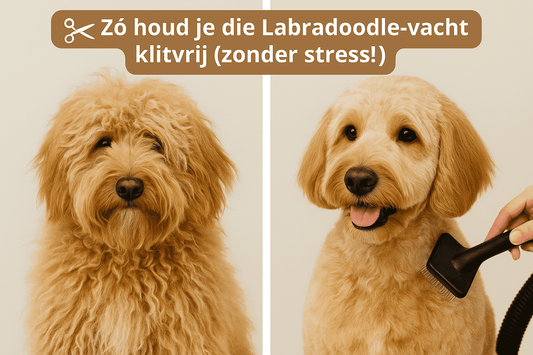 Labradoodle Vachtverzorging: Complete Gids voor een Gezonde, Klitvrije Vacht - Robustrise.nl