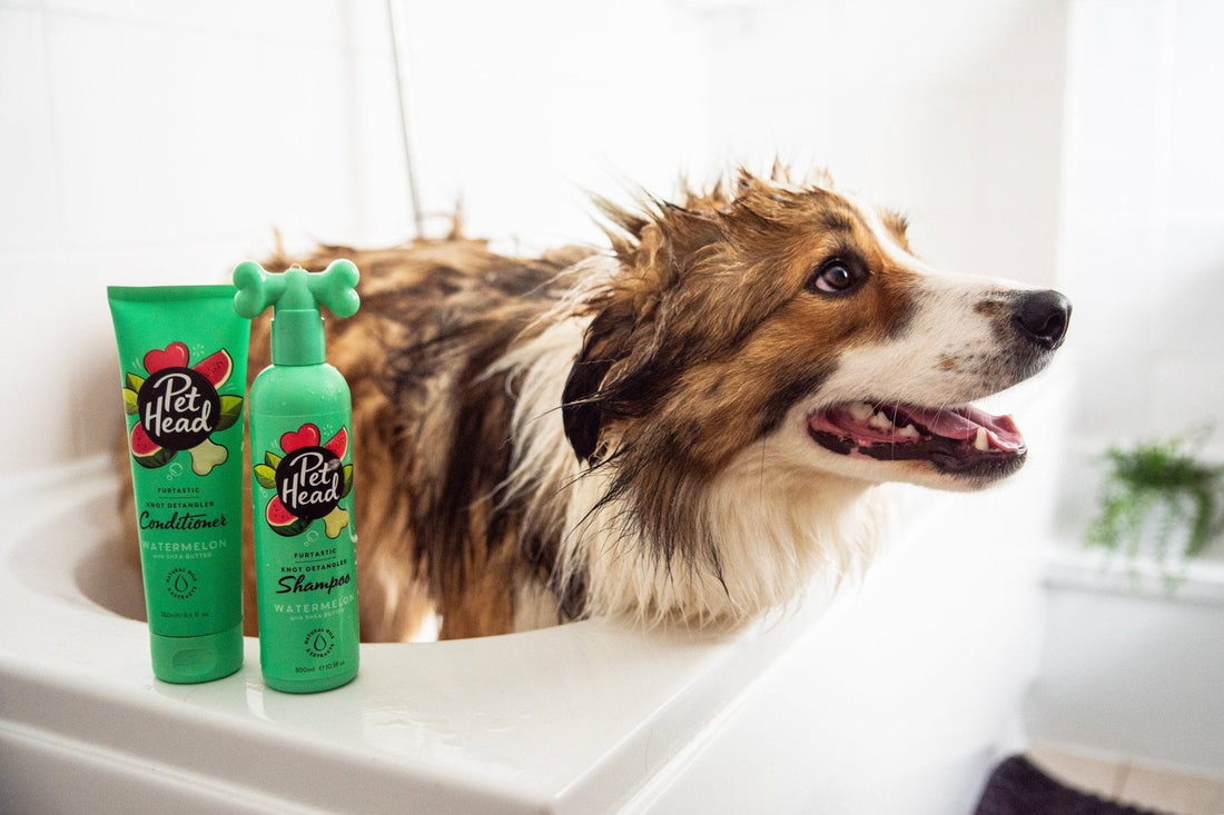 Pomeranian (Dwergkeeshond) Verzorging: Vacht en Wassen Tips - Robustrise.nl