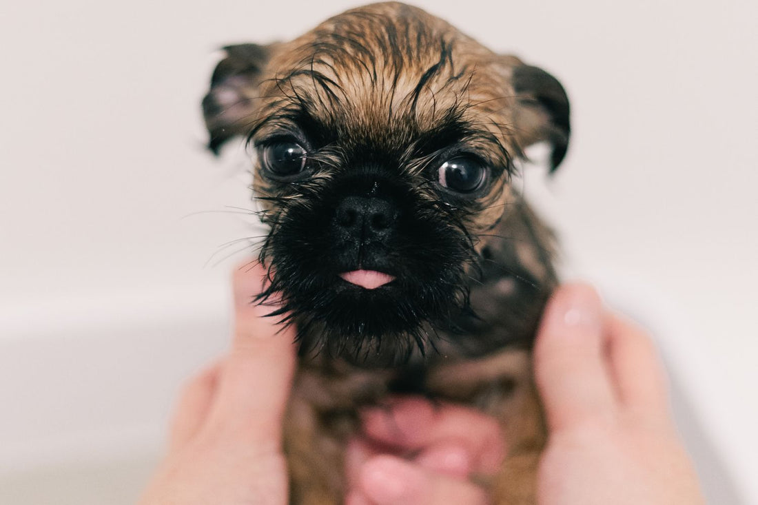 Puppy wassen: vanaf welke leeftijd en zo doe je de eerste wasbeurt - Robustrise.nl