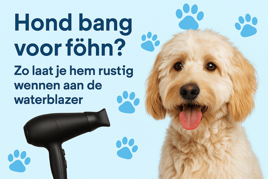 Waarom is mijn hond bang voor de föhn? - Robustrise.nl