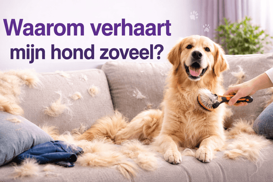 Waarom verhaart mijn hond zoveel? - Robustrise.nl