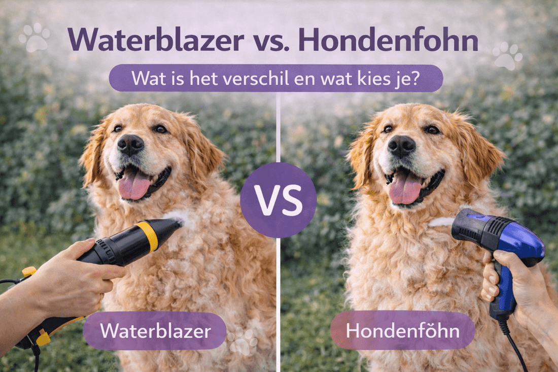 Waterblazer vs Hondenföhn — Wat is het Verschil en Wat Kies Je? [2026] - Robustrise.nl