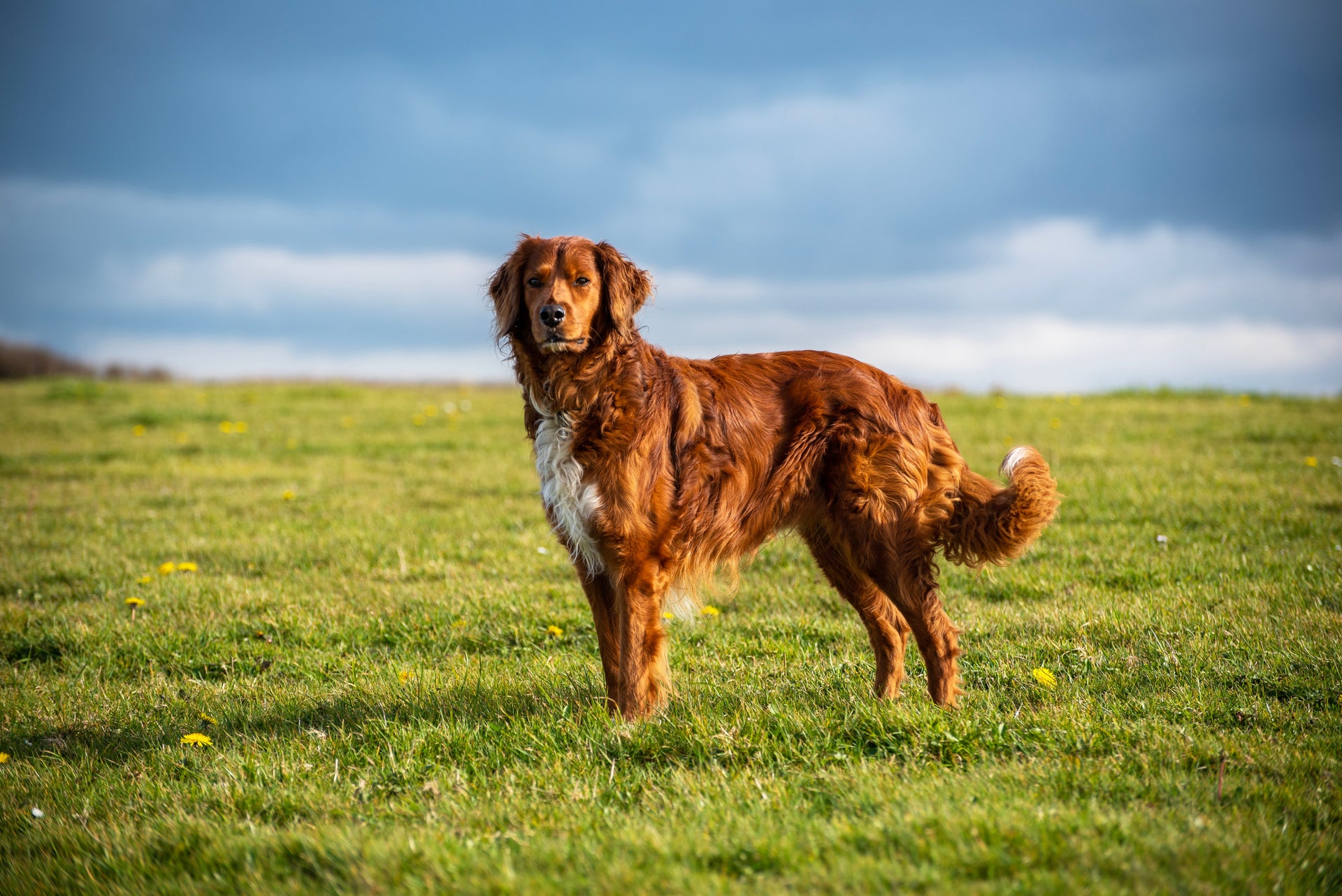 Ontklittende vachtverzorging hond lange vacht
