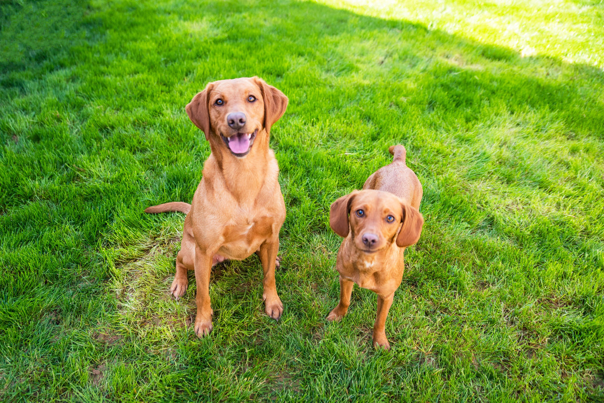 Puppyverzorging - Robustrise.nl