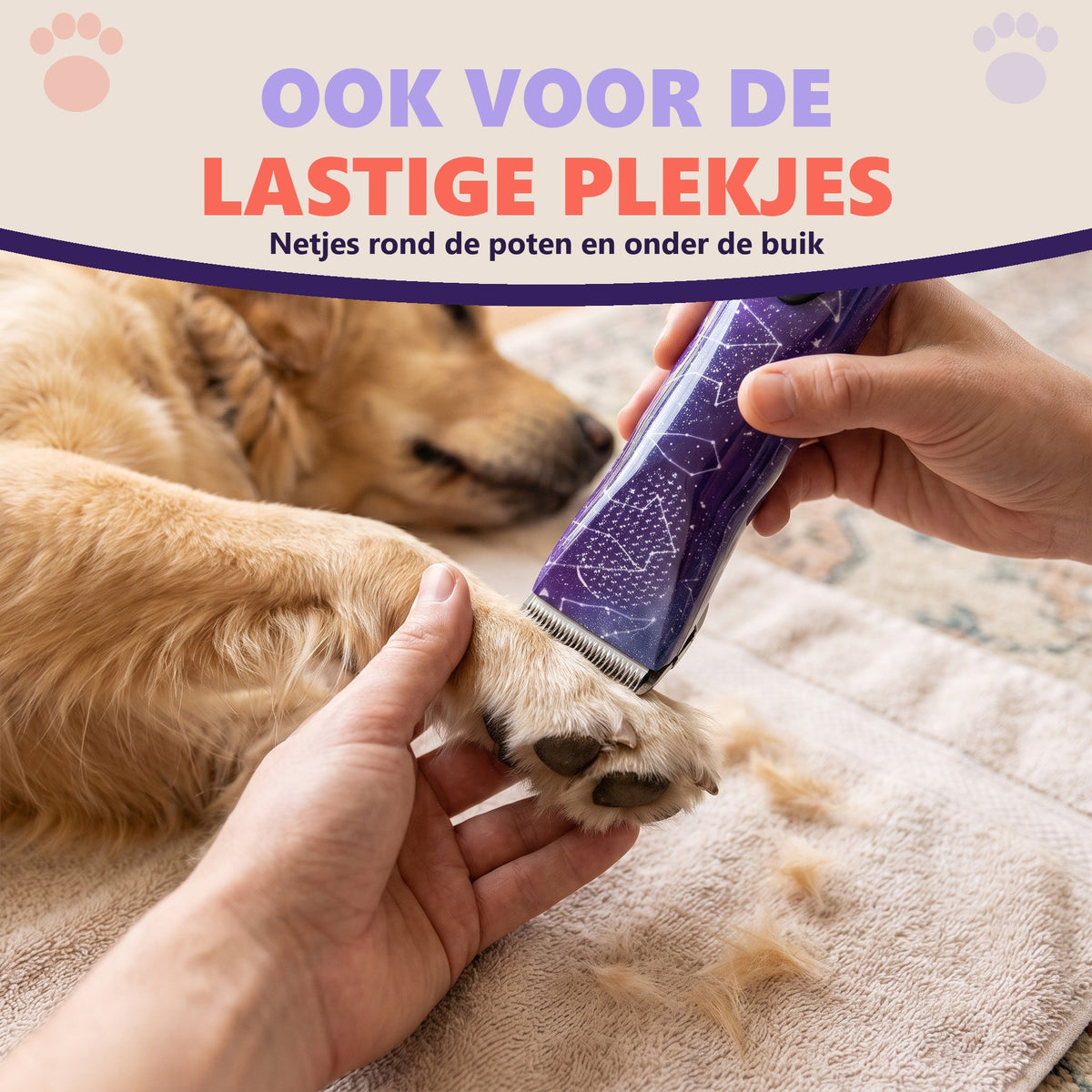 Voorpoot van een golden retriever wordt rond de voetzolen bijgewerkt met de paarse Robustrise Apex Ultra hondentondeuse