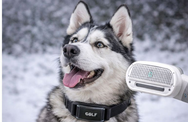 Klein en gemakkelijk voor kleine honden