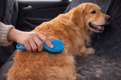 Golden retriever op een autostoel wordt geborsteld met een blauwe rubberborstel, losse haren op de hoes