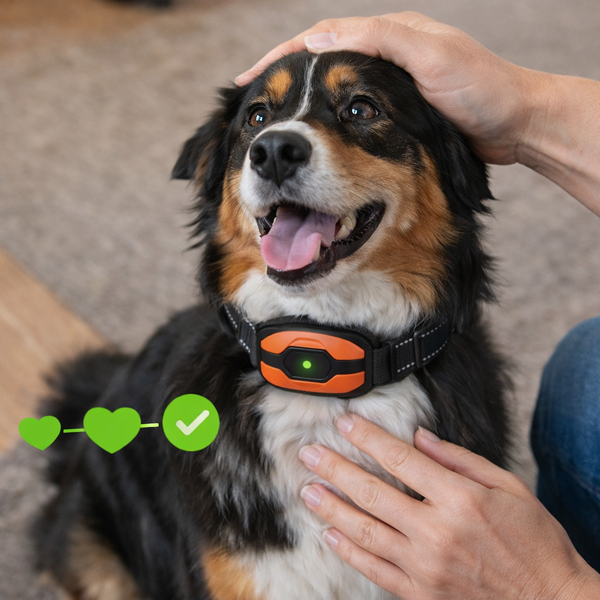 Veilig en hondvriendelijk