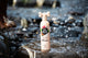 Pet Head Sensitive Soul Hondenshampoo 300ml