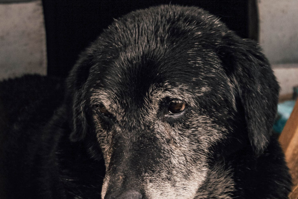 Oudere hond ligt uitgerust op een zachte ondergrond