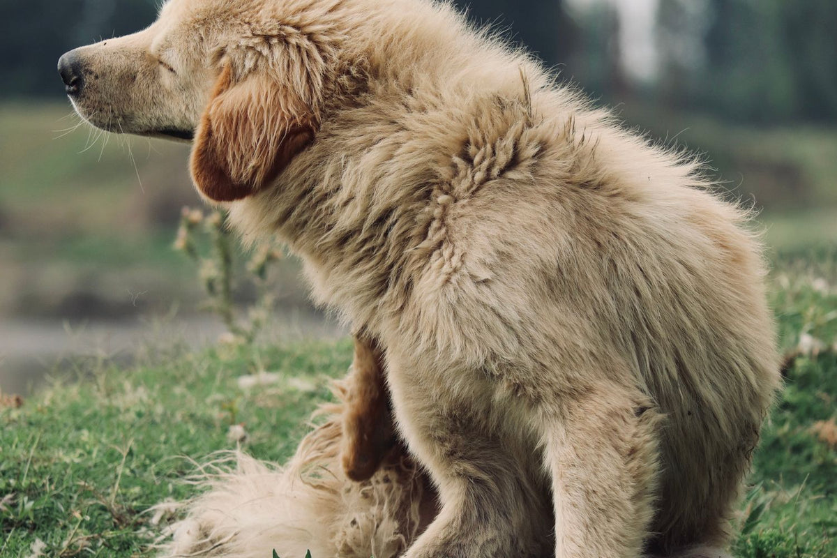 Lichtblonde langharige hond zit in het gras en krabt met een achterpoot aan zijn borst
