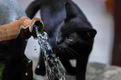 Zwarte kat staat buiten bij een oude waterpomp waar een straal water uit de tuit stroomt