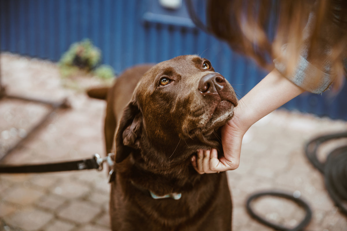 Chocoladebruine labrador kijkt omhoog naar zijn baasje, dat hem tijdens de wandeling onder de kin aait