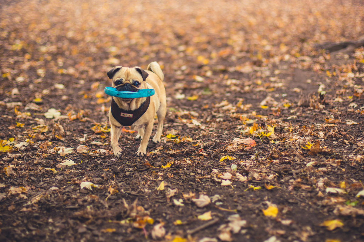 Hond rent door het gras achter een frisbee aan