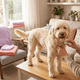 E-book: Zelf je Labradoodle trimmen — Complete stap-voor-stapgids (PDF)