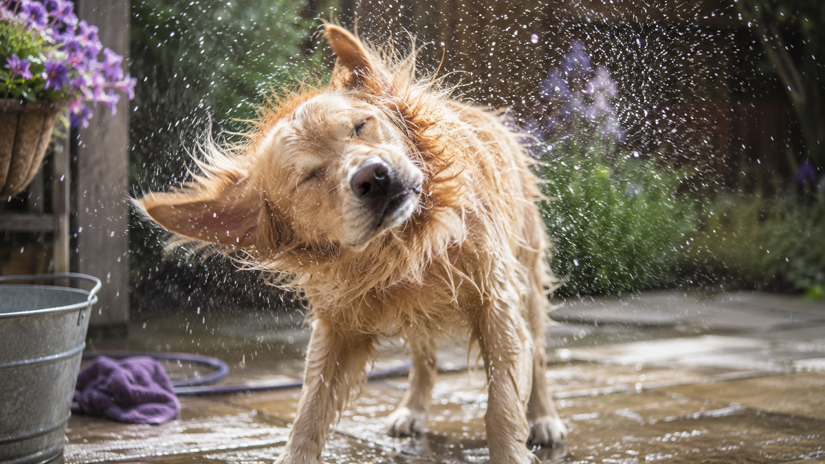 Natte golden retriever schudt zich uit op de tuintegels na een wasbeurt