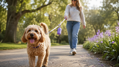 Labradoodle met een lichtbruine krulvacht loopt aan de lijn over een parkpad