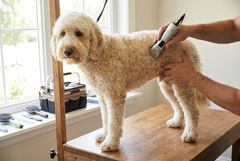 Goldendoodle staat op een houten trimtafel en wordt op de rug getrimd met een tondeuse