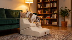 Oudere jack russell loopt een lichte hondentrap af naast een groene bank