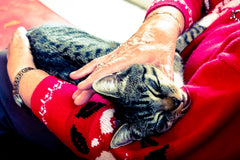 Grijs gestreepte kat slaapt op schoot en wordt geaaid door een oudere hand in een rode trui