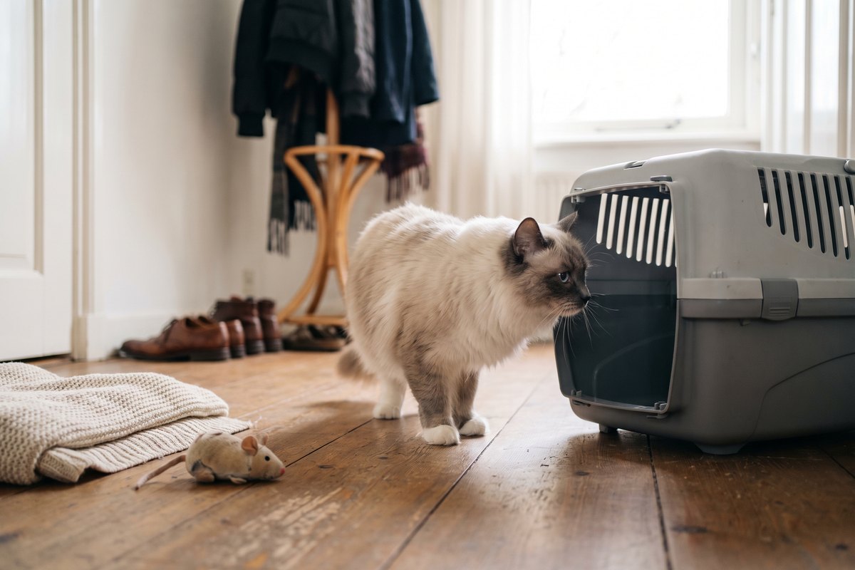 Ragdoll snuffelt aan de open deur van een grijze reismand in de gang, met een gevouwen deken en een knuffelmuis ernaast