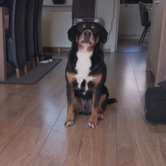 Anti blafband hond automatisch - zonder schok, met vibratie en geluid, vijf gevoeligheidsstanden | Robustrise